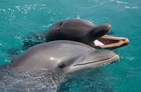 How do dolphins communicate?”, Why Learning How Dolphins Communicate Helps Us, Why Dolphin Communication Matters, Do Dolphins Communicate Like Humans?