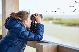 Bird watching location guide tips bird watching locations bird watching guide bird watching tips for beginners bird watching guide for beginners