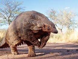 Extinct animals recently extinct animals extinct animals that came back list of extinct animals by year top 20 extinct animals animals that are going extinct 100 extinct animals extinct animal list cute extinct animals dangerous deep sea extinct animals