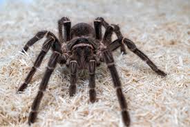 How do spiders spin webs, How do spiders spin silk, How do spiders spin webs for Kids, How do spiders spin webs across large gaps, How do spiders spin webs across open spaces, How do spiders make webs, How do spiders make webs step by step, How do spiders make webs between trees