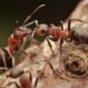 Why do ants communicate What do ants communicate with each other Why do ants talk to each other What do ants talk about What do ants use to communicate Ants talk to each other
