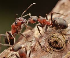 Why do ants communicate What do ants communicate with each other Why do ants talk to each other What do ants talk about What do ants use to communicate Ants talk to each other